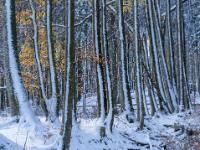 An der Baumwetterseite im Wald klebt eine Schneelinie
